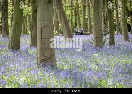 Besucher des Wanstead Park im Nordosten Londons genießen die frühen Blauglocken im Chalet Woods. Bilddatum: Donnerstag, 11. April 2024. Stockfoto