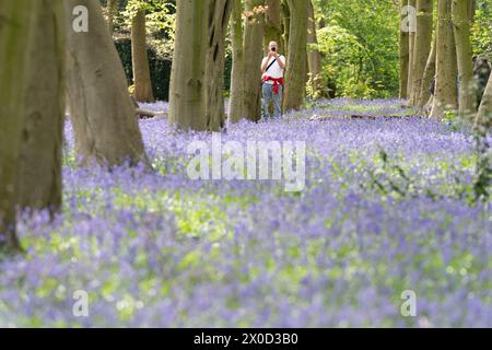 Besucher des Wanstead Park im Nordosten Londons genießen die frühen Blauglocken im Chalet Woods. Bilddatum: Donnerstag, 11. April 2024. Stockfoto