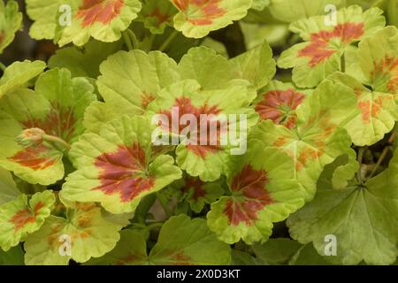 Pelargonium „Occold Shield“ Geranium Showy Laub. Stockfoto