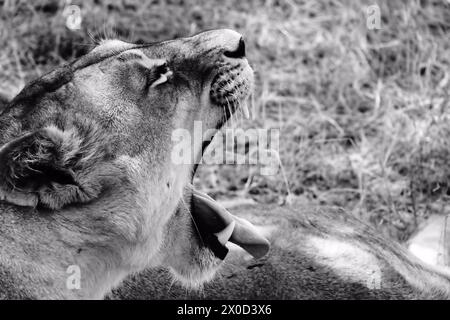 B&W Lion Roar, Serengeti Stockfoto