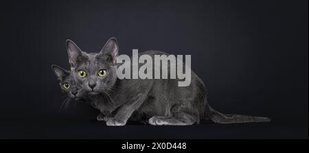 Süßes kleines Korat-Katzenkätzchen mit erwachsener Mutter, die sich seitlich hintereinander legt. Mit großen Augen in die Kamera schauen. Isoliert auf einem schwarzen Hinterwäldler Stockfoto