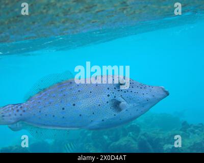 Unterwasserfotografie eines Broomtail Filefish (Aluterus scriptus) in tropischen Gewässern, Bonaire, Karibik Niederlande Stockfoto