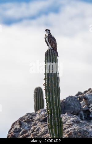 Ein Osprey (Pandion haliaetus), der auf einem cardon-Kakteen in Baja California Sur, Mexiko, thront. Stockfoto