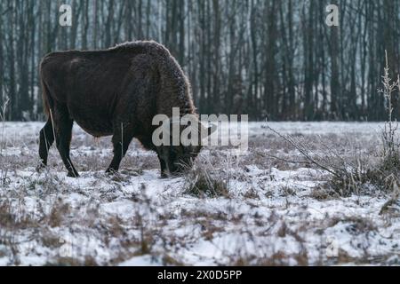 Europäischer Bison (Bison bonasus) im Winter Bialowieza Wald, Polen Stockfoto