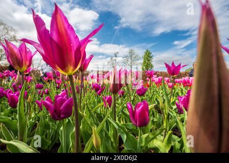 RHS Garden Bridgewater in Worsly bei Manchester. Lilie blühte Tulpen. Stockfoto