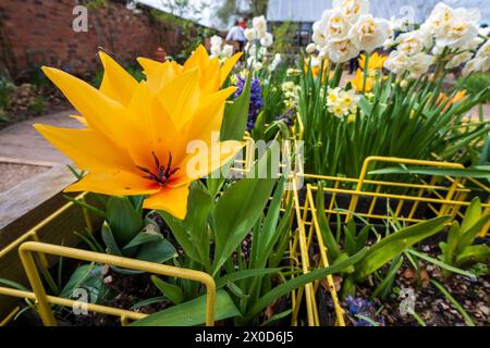 RHS Garden Bridgewater in Worsly bei Manchester. Wilde gelbe Tulpe. Stockfoto