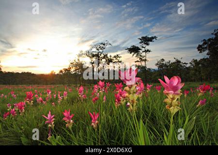 Dok Krachiao (Siam Tulip) Blumenfest im Sai Thong Nationalpark Chaiyaphum Provinz, Thailand Stockfoto