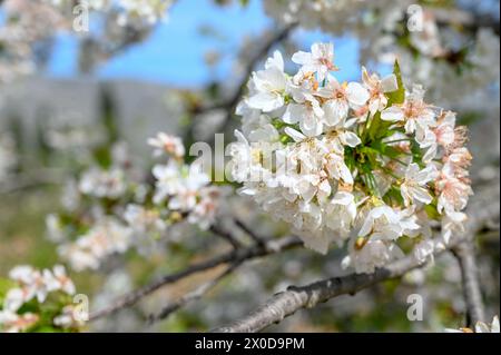 Blühender Baum im Frühling. Weiße Sauerkirschblüten. Blühender Sauerkirschbaum im Obstgarten. Prunus cerasus. Stockfoto