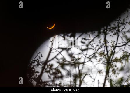 April 2024 Sonnenfinsternis in einem Wald in Indiana, USA Stockfoto