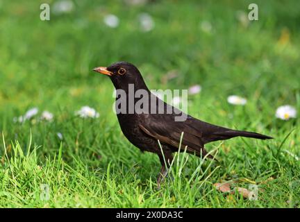 Amsel (Turdus merula) männlich in einem Park Stockfoto