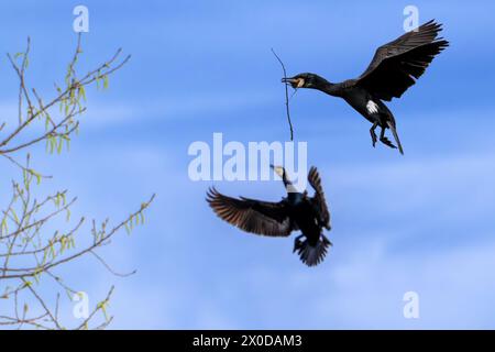 Großer Kormoran (Phalacrocorax carbo) im Flug mit Zweig im Schnabel für den Bau des Nestes, landete im Frühling in der Zuchtkolonie im Feuchtgebiet Stockfoto