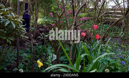 Ein natürlicher Garten im Frühling mit roten Tulpen und blutendem Herzen. Stockfoto