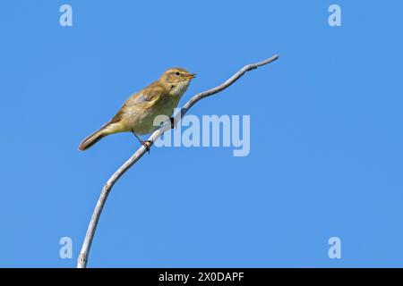 Gemeine Chiffchaff (Phylloscopus collybita) singt von totem Zweig im Busch im Frühjahr Stockfoto