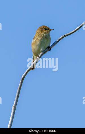 Gemeiner Chiffchaff (Phylloscopus collybita), der im Frühjahr auf totem Ast im Busch thronte Stockfoto