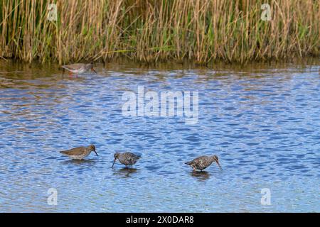 Rotschinken (Tringa totanus) und gefleckte Rotschinken (Tringa erythropus), die sich im Frühjahr im Flachwasser in Feuchtgebieten zu Zuchtgefieder überbrüten Stockfoto