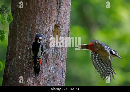 Großspecht (Dendrocopos Major), männlich und weiblich, die im Frühjahr im Baumstamm im Wald ein Nest verlassen Stockfoto