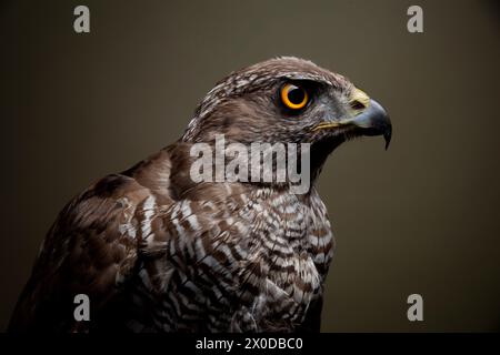 Habicht-Porträt Stockfoto