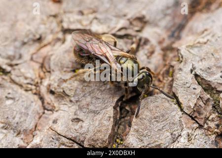Metallic Sweat Bee (Lasioglossum sp.) Stockfoto