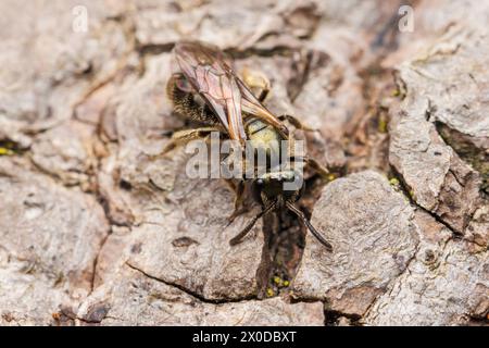 Metallic Sweat Bee (Lasioglossum sp.) Stockfoto
