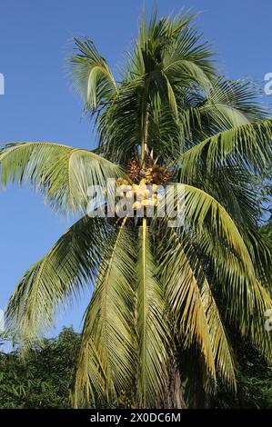 Kokospalme, Cocos nucifera, Arecaceae (Palmae) mit einer großen Ernte von Nüssen. Tortuguero, Costa Rica. Stockfoto