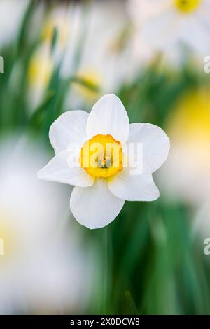 Schöne weiße Narzisse mit gelbem Zentrum blüht Stockfoto