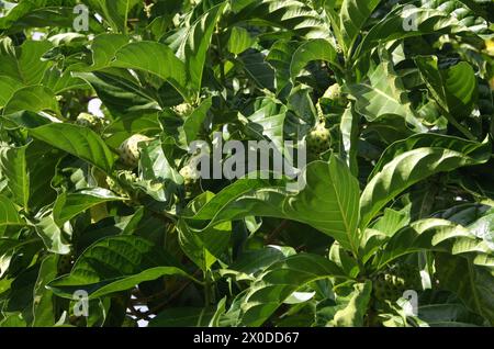 Great Morinda, Tahiti Noni oder indische Maulbeere, Morinda citrifolia, Rubiaceae. Tortuguero, Costa Rica. Heimisch in Südostasien. Stockfoto