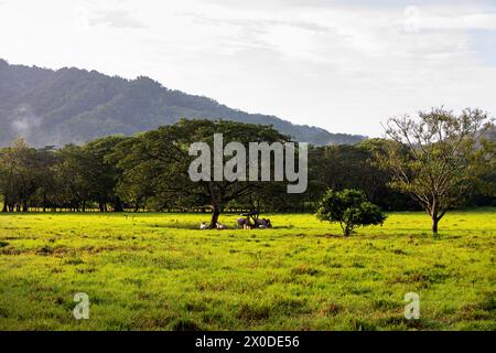 Spektakuläres Tal auf der Halbinsel Nicoya, grüne Weide mit Kühen umgeben von alten tropischen Bäumen, in der frühen Morgenstunde, Sonne und Regen, Costa rica Stockfoto