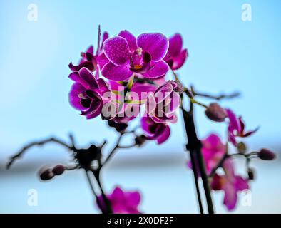 Hochauflösendes, isoliertes Makrobild einer wunderschönen blühenden Orchideenblume - Israel Stockfoto