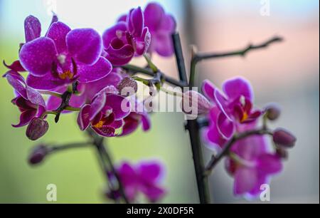 Hochauflösendes, isoliertes Makrobild einer wunderschönen blühenden Orchideenblume - Israel Stockfoto