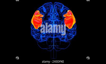 Hirninferior frontale Gyrus Anatomie für medizinische Konzept 3D Illustration Stockfoto