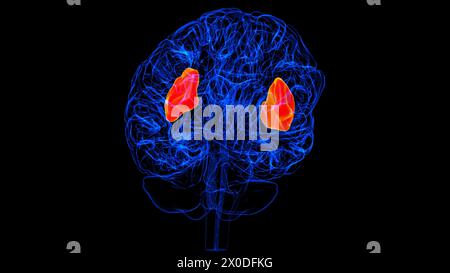 Hirninsel-Anatomie für medizinische Konzept 3D-Illustration Stockfoto