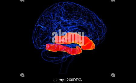 Hirninferior-Gyrus-Anatomie für medizinische Konzept-3D-Illustration Stockfoto
