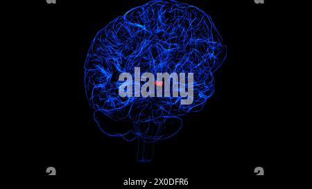 Gehirn-Mammillarkörper-Anatomie für medizinische Konzept-3D-Illustration Stockfoto