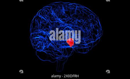 Hirnhypothalamus Anatomie für medizinische Konzept-3D-Illustration Stockfoto