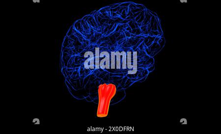 Hirnmedulla oblongata Anatomie für medizinische Konzept-3D-Illustration Stockfoto