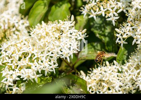 Cornus sanguinea - rote Hundepflanze mit Blüte und vollem Blatt. Cornus drummondii, mit winzigen weißen Blüten. Stockfoto