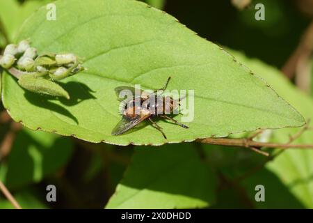 Tachina fera oder Tachina magnicornis (sehr ähnlich) am Sträucher Deutzia. Unterfamilie Tachinae, Stamm Tachinini, Familie Tachinidae. Frühling, April, Stockfoto