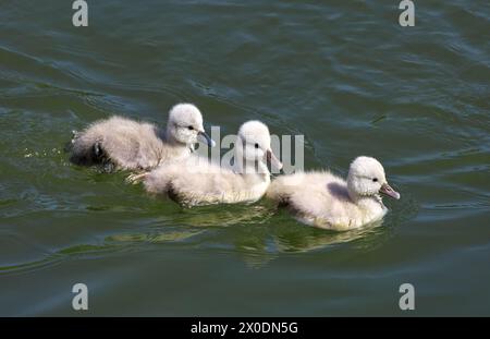 Drei junge Schwäne von Mute Swan (Cygnus olor), die einen hintereinander schwimmen Stockfoto