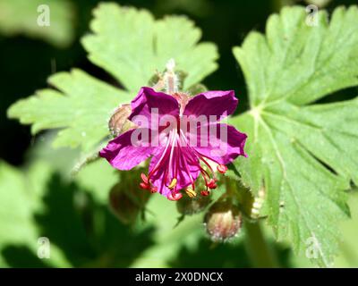 Bigroot Geranium, Balkan-Storchschnabel, Géranium à grosses racines, Geranium macrorrhizum, illatos gólyaorr, Ungarn, Magyarország, Europa Stockfoto