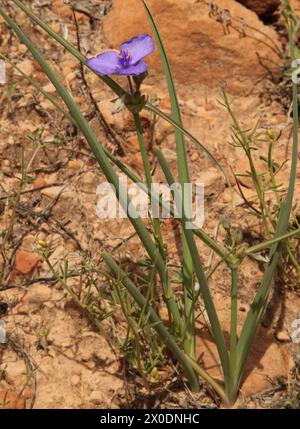 Westliche Spinnenkraut (Tradescantia occidentalis) lila Wildblume im Zion National Park, Utah Stockfoto