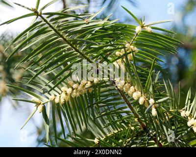 Japanische Torreya, Japanische Nusseibe, kaya, Torreya nucifera, japán nagymagvú tiszafa, Ungarn, Magyarország, Europa Stockfoto