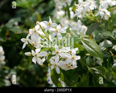 Mexikanische Orangenblüte, mexikanische Orange, Orangenblume, Oranger du Mexique, Choisya ternata, mexikói narancsvirág, Ungarn, Magyarország, Europa Stockfoto