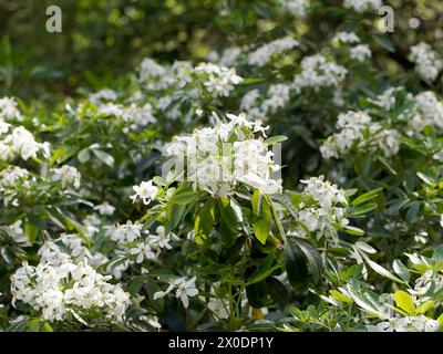 Mexikanische Orangenblüte, mexikanische Orange, Orangenblume, Oranger du Mexique, Choisya ternata, mexikói narancsvirág, Ungarn, Magyarország, Europa Stockfoto