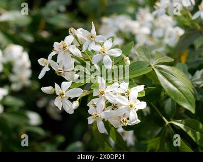 Mexikanische Orangenblüte, mexikanische Orange, Orangenblume, Oranger du Mexique, Choisya ternata, mexikói narancsvirág, Ungarn, Magyarország, Europa Stockfoto