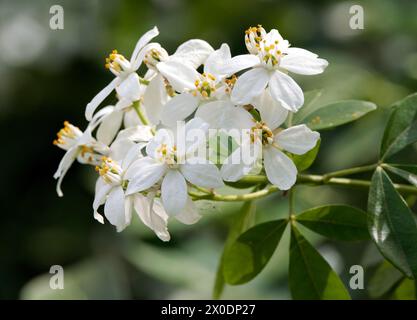 Mexikanische Orangenblüte, mexikanische Orange, Orangenblume, Oranger du Mexique, Choisya ternata, mexikói narancsvirág, Ungarn, Magyarország, Europa Stockfoto