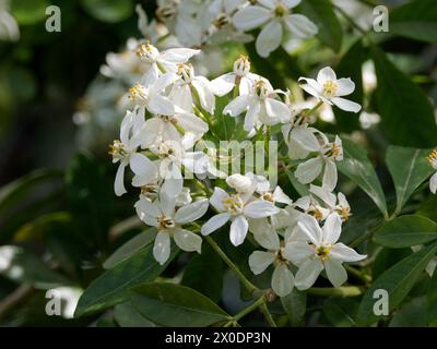 Mexikanische Orangenblüte, mexikanische Orange, Orangenblume, Oranger du Mexique, Choisya ternata, mexikói narancsvirág, Ungarn, Magyarország, Europa Stockfoto