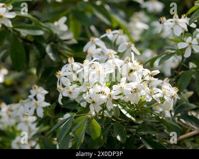 Mexikanische Orangenblüte, mexikanische Orange, Orangenblume, Oranger du Mexique, Choisya ternata, mexikói narancsvirág, Ungarn, Magyarország, Europa Stockfoto