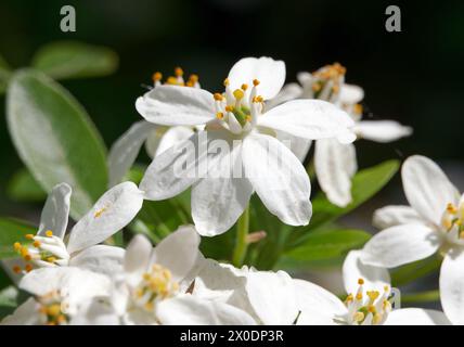 Mexikanische Orangenblüte, mexikanische Orange, Orangenblume, Oranger du Mexique, Choisya ternata, mexikói narancsvirág, Ungarn, Magyarország, Europa Stockfoto