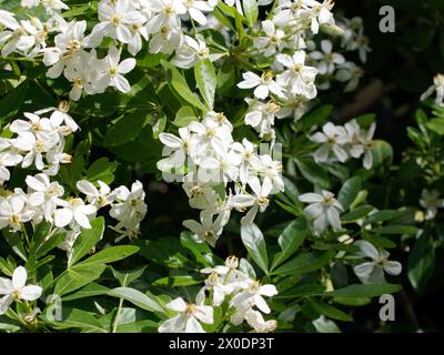 Mexikanische Orangenblüte, mexikanische Orange, Orangenblume, Oranger du Mexique, Choisya ternata, mexikói narancsvirág, Ungarn, Magyarország, Europa Stockfoto