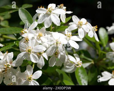 Mexikanische Orangenblüte, mexikanische Orange, Orangenblume, Oranger du Mexique, Choisya ternata, mexikói narancsvirág, Ungarn, Magyarország, Europa Stockfoto